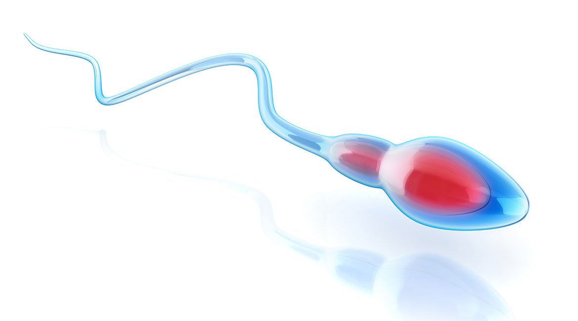 PESA ovvero il prelievo, tramite un ago aspirante, degli spermatozoi effettuato nell’epididimo